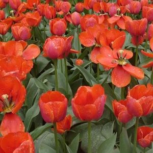 Meet your Posher, Bing